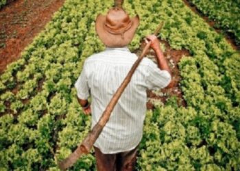 Agricultores familiares já podem participar da segunda etapa de propostas para o Programa de Aquisição de Alimentos