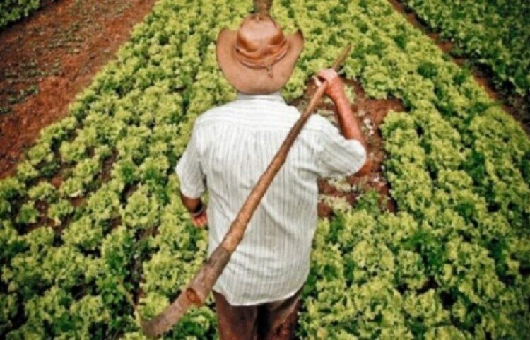 Agricultores familiares já podem participar da segunda etapa de propostas para o Programa de Aquisição de Alimentos