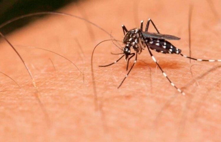 Dengue matou 20 idosos este ano; população acima dos 60 é mais vulnerável