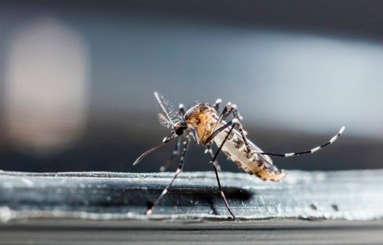 Mosquitos ‘do bem’ e peixes combatem a dengue no Brasil; conheça métodos contra o Aedes aegypti