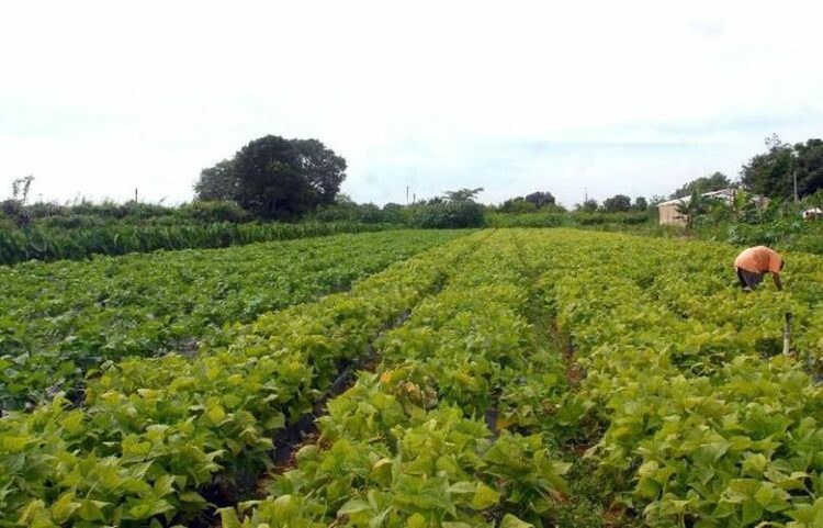 Investimentos na agricultura familiar podem aliviar impactos da pandemia de Covid-19, segundo Ipea