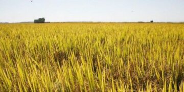 Justiça proíbe uso de agrotóxico Mertin 400 em lavouras de arroz irrigado no RS