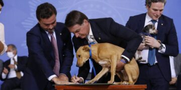 Sancionada lei que aumenta punição para maus-tratos de animais