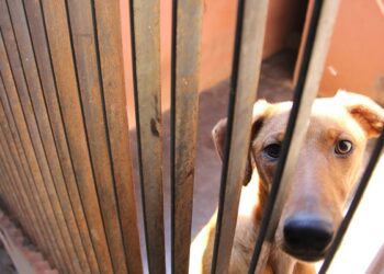 Canil Municipal encerra o ano celebrando o aumento do número de adoções de animais