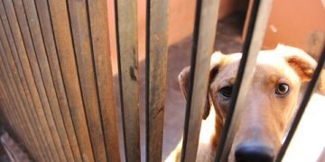 Canil Municipal encerra o ano celebrando o aumento do número de adoções de animais