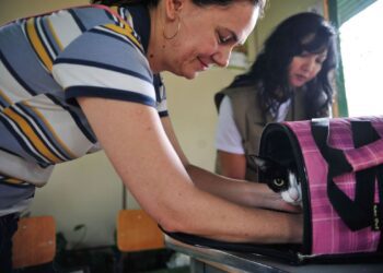 Pesquisa investiga transmissão de covid-19 entre homens e animais