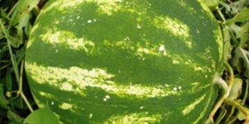 Produção de melancia está em fase de colheita no Estado