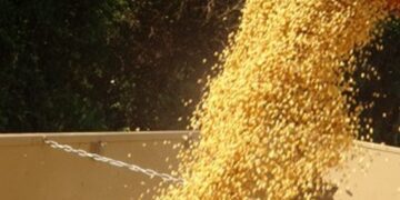 Colheita dos grãos de verão avança no Estado