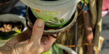 A educação contra o Aedes