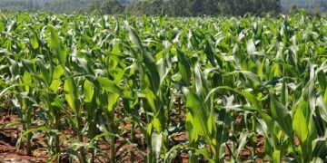 Agricultores já podem solicitar sementes de milho pelo programa Troca-Troca