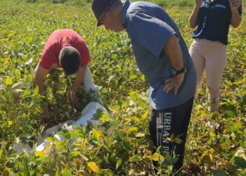 Agricultura de Estrela e Emater ampliam método para combate de praga