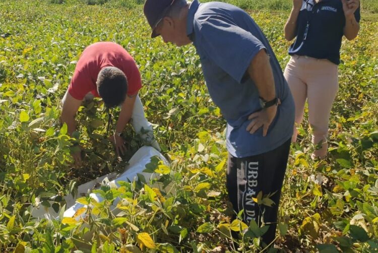 Agricultura de Estrela e Emater ampliam método para combate de praga