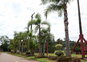 Árvores já podem ser adotadas para ornamentação de Natal no Parque Pôr do Sol