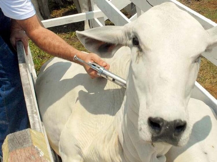 Segue roteiro de vacinação contra a febre aftosa