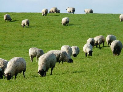 Carne de ovelha tem mais procura do que oferta no mercado (Foto: Divulgação)