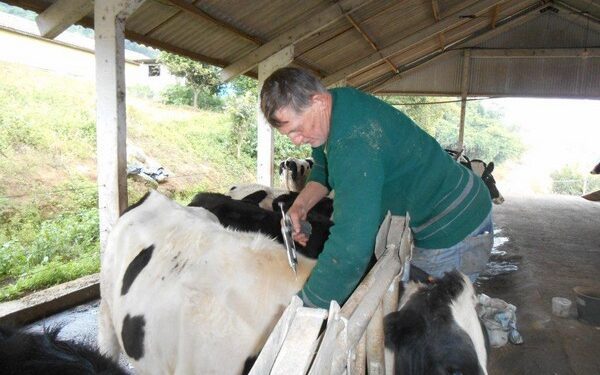 Campanha imuniza quatro mil bovinos contra aftosa