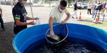 Última Feira do Peixe Vivo de 2020 ocorre nesta sexta-feira em Lajeado