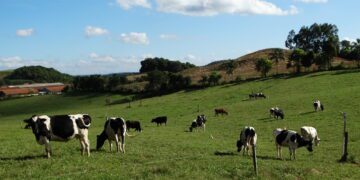 Veterinário esclarece casos de raiva