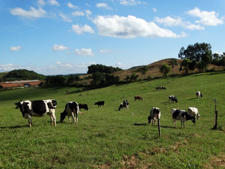 Veterinário esclarece casos de raiva
