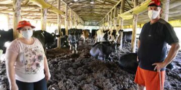 Mais Leite Languiru – Programa bonifica produtores no período de entressafra
