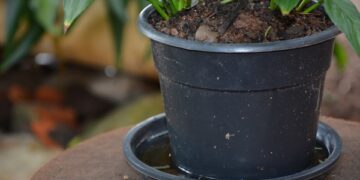 Saúde faz mutirão para manter dengue longe do município