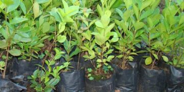 Árvores frutíferas e ramas de aipim podem ser encomendadas