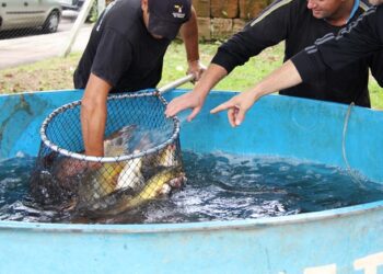 Feira do Peixe Vivo de Lajeado ocorrerá nesta sexta-feira em Lajeado