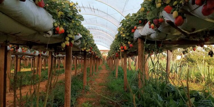 Morangos ganham espaço na Feira do Produtor de Estrela