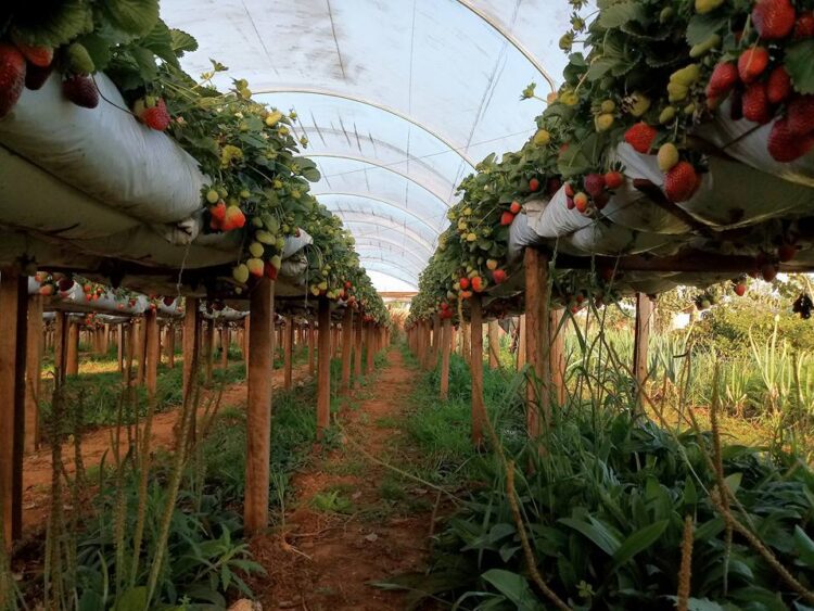 Morangos ganham espaço na Feira do Produtor de Estrela