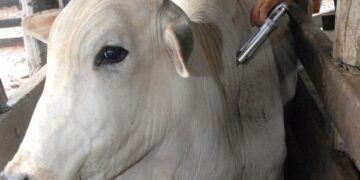 Município vacina contra a febre aftosa