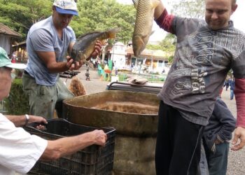 Colinas programa Feira do Peixe Vivo
