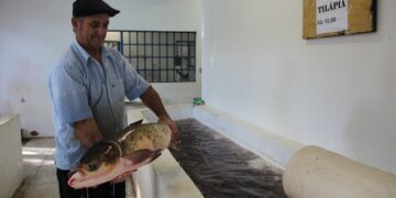 Feira do peixe de Estrela ocorrerá em três sábados seguidos