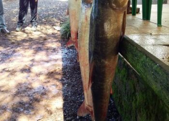 Feira do Peixe vende mais de 4 toneladas em Paverama