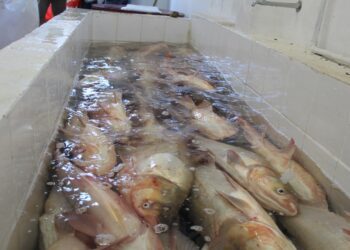 Sábado ocorre a última feira do peixe deste ano em Estrela
