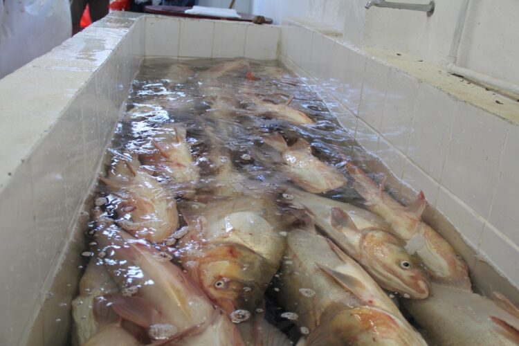 Sábado ocorre a última feira do peixe deste ano em Estrela