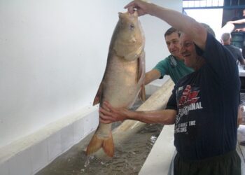 Feira do Peixe de Estrela: segunda edição no sábado