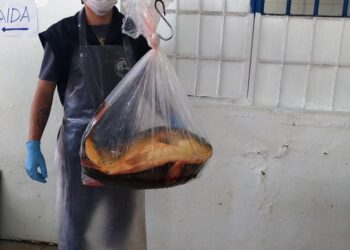 Ocorre sábado última Feira do Peixe do ano