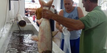 Feiras do Peixe de Estrela tem retorno programado