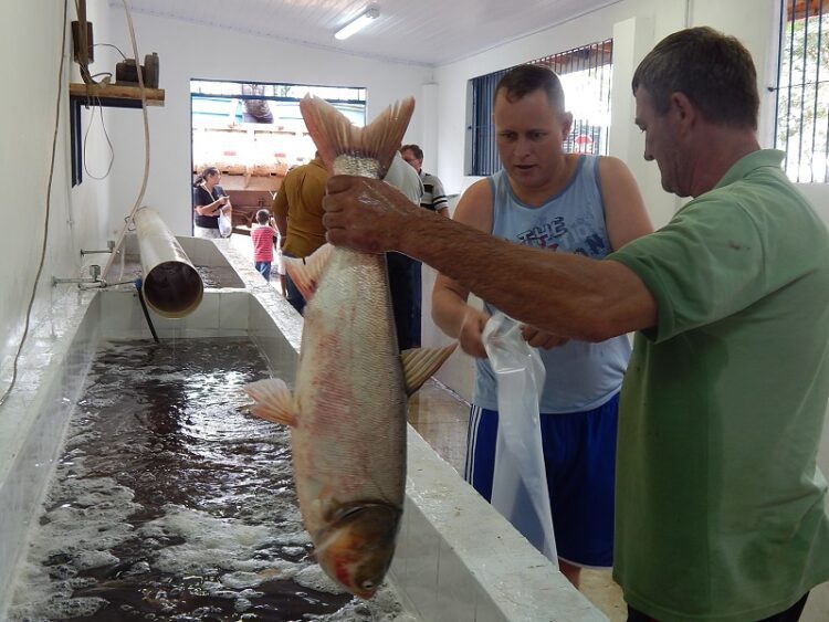 Feiras do Peixe de Estrela tem retorno programado
