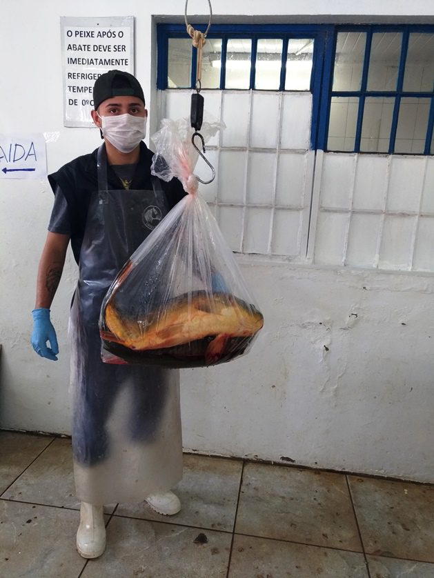 Ocorre sábado última Feira do Peixe do ano