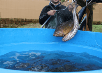 Feira do Peixe Vivo de Lajeado ocorrerá nesta sexta-feira