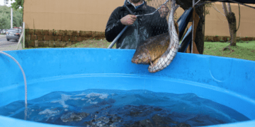 Feira do Peixe Vivo de Lajeado ocorrerá nesta sexta-feira