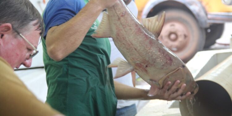 Dia 12 tem Feira do Peixe na Praça Henrique Roolaart