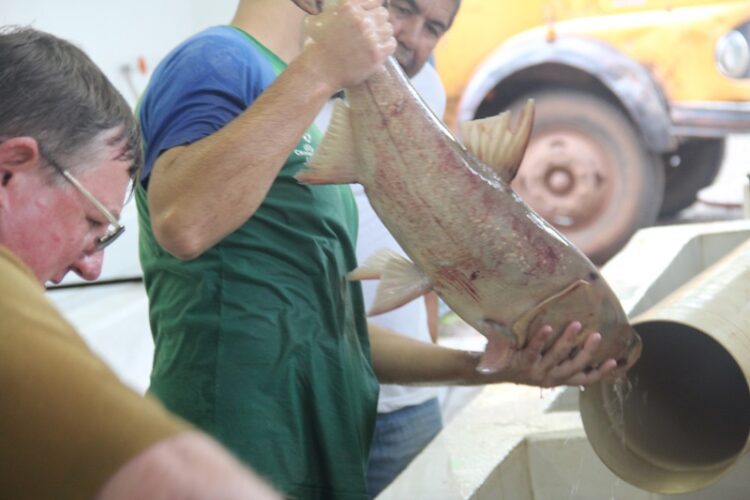 Dia 12 tem Feira do Peixe na Praça Henrique Roolaart