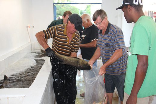 Estrela realiza mais uma Feira do Peixe no sábado