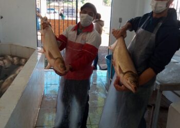 Ocorre sábado a primeira Feira do Peixe do ano de Estrela