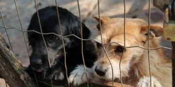 CãoMinhada busca conscientizar sobre a guarda responsável dos animais