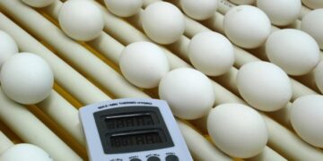 Fepagro promove workshop sobre sanidade em produção de ovos