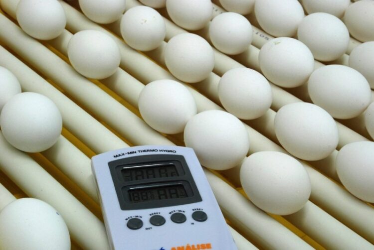 Fepagro promove workshop sobre sanidade em produção de ovos
