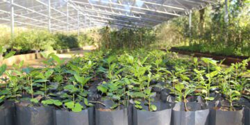 Produção de mudas por uma Estrela mais verde